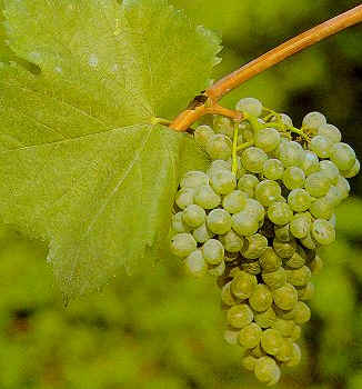 borszőlő fajták a Megyeri kertészetben