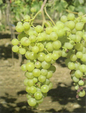 Csemegeszőlő fajták a Megyeri kertészetben!