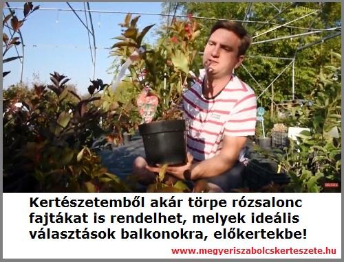 Rózsalonc fajták kaphatók a Megyeri kertészetben!