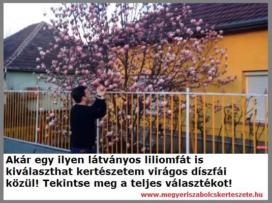 Virágos díszfák nagy választéka kertészetemben!