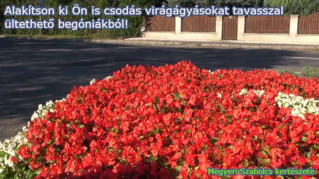 begónia vásárlás a Megyeri kertészetből