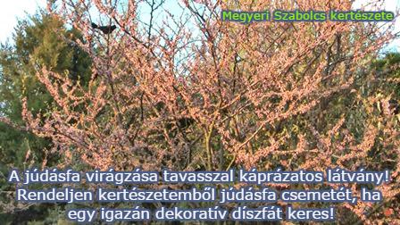 júdásfa csemete ár Megyeri kertészet
