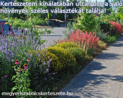 Utcafronti növények rendelése a Megyeri kertészetből!