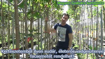 vadgesztenye facsemete ár Megyeri kertészet