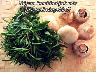 Kakukkfű választék a Megyeri kertészetben